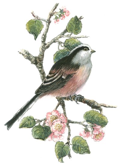 Long tailed tit and cherry blossom by Nell Hill